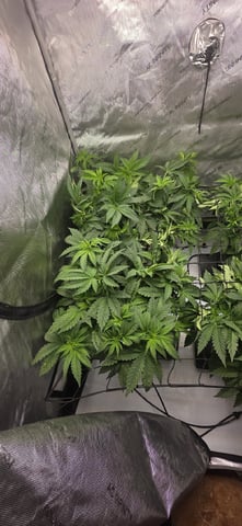 Maple Nectar  — vegetative, day 38