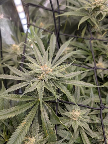 Cinderella 99 — flower, day 91
