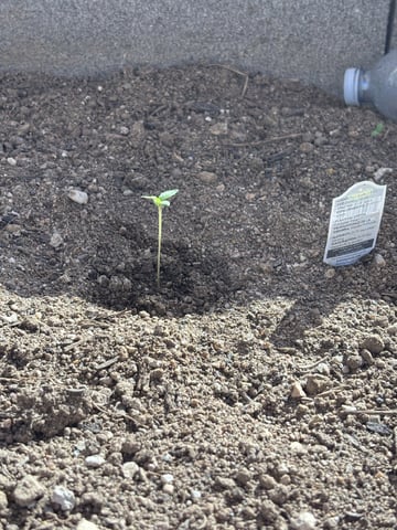 3 seeds  — seedling_rooting, day 13