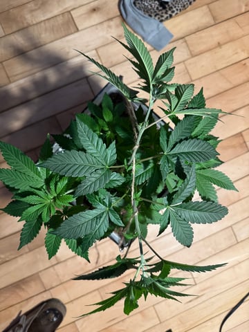 OG Kush — vegetative, day 1