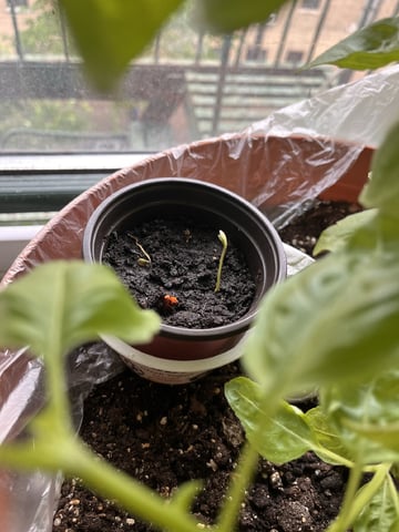 My Devine Conscious  — germination, day 378