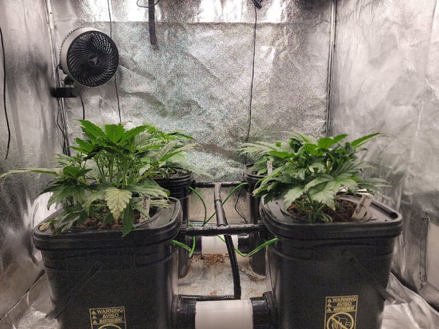 My First Grow