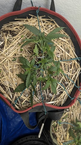 August Grow — vegetative, day 27