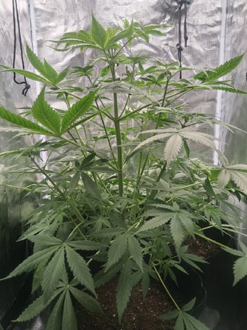 First Indoor Grow  — vegetative, day 35