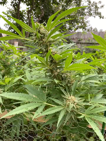 queen of soul X cap junky  — flower, day 166