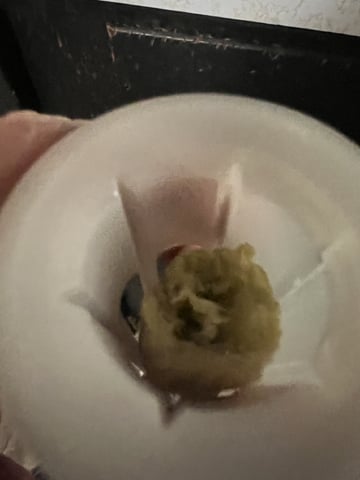 Inside Mother Plants — germination, day 4