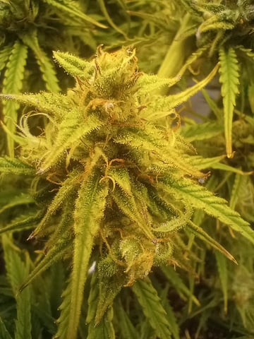 White Widow XXL Auto — flower, day 76