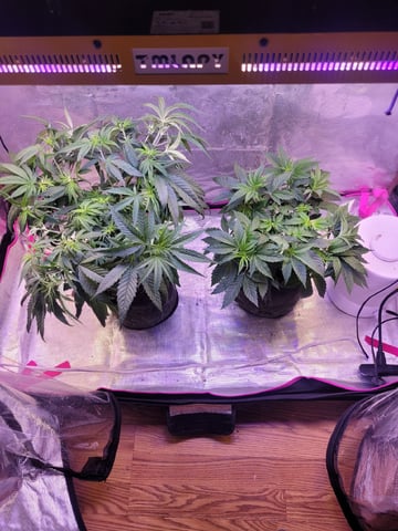 2 Week Old Babies — vegetative, day 14