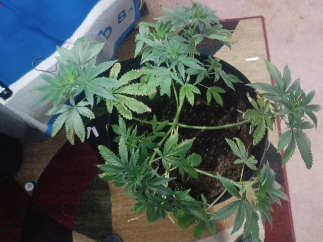 Poor Ivory — vegetative, day 54