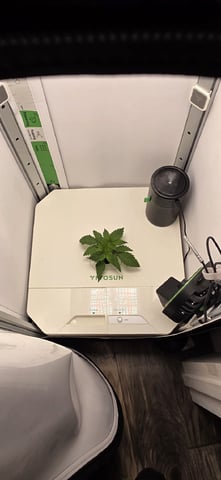 Vivosun Seed tent — vegetative, day 20
