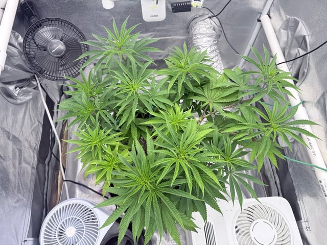 Blue Dream Grow — vegetative, day 32