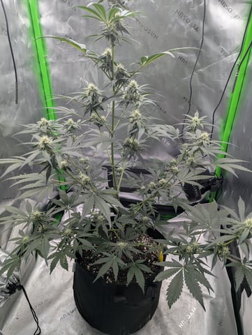 First Grow — flower, day 48