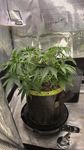 mc nuggets r1 — flower, day 41