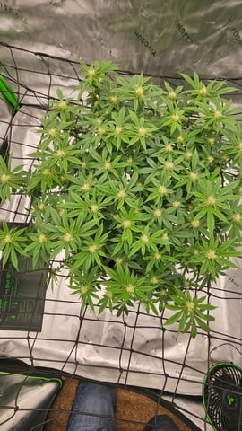 first grow — flower, day 82