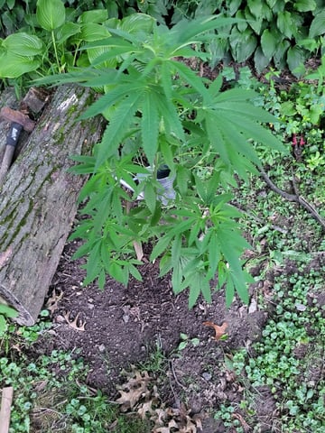 Bread — vegetative, day 9