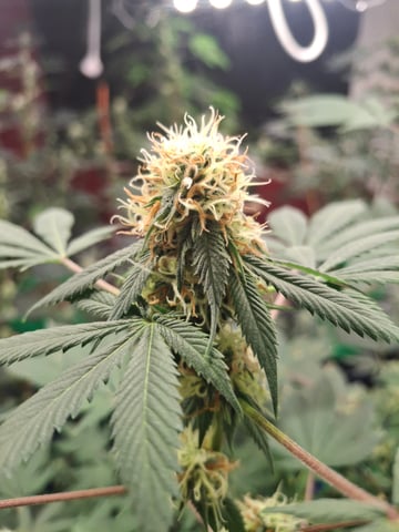 III — flower, day 155