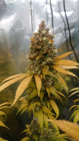 Closet grow  — flower, day 107