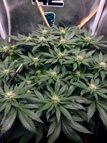 Wedding Cake RQS — flower, day 6