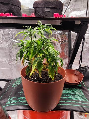 HE1E we GROW  — vegetative, day 67