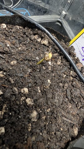 Double Smile And (Alien Vs Triangle X Strawberry Nuggets) — germination, day 1