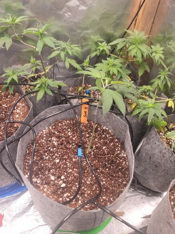 Ghetto Growing — germination, day 3