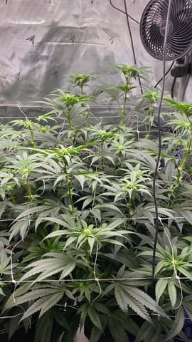 E Grow  — flower, day 10