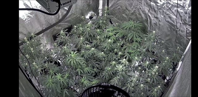 3rd Auto Grow — flower, day 62