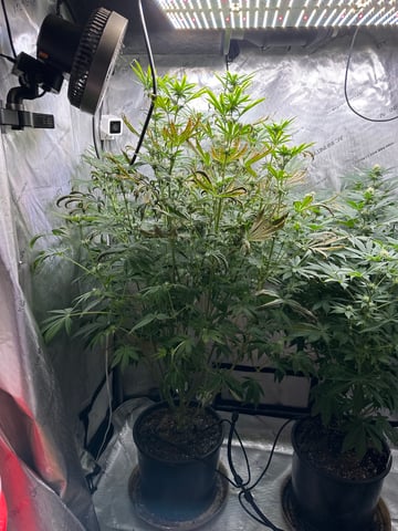 White Russian — flower, day 71