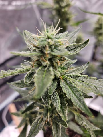 late entry  — flower, day 3