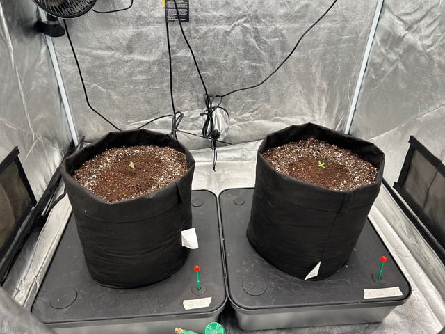 Grow Shed Grow #1 — seedling_rooting, day 7