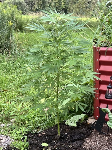 Banjo (Adam’s Plant) — flower, day 45