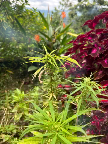 Flora — grow_setup, day 1