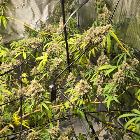 Big Momma Blue Dream  — flower, day 68