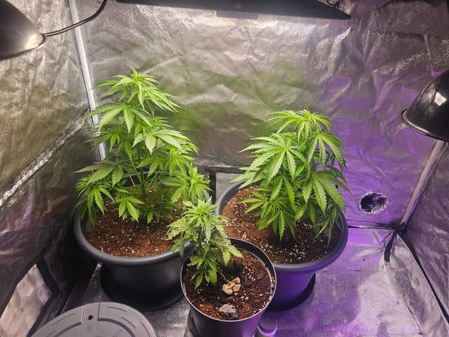 Cheshablue  — vegetative, day 4