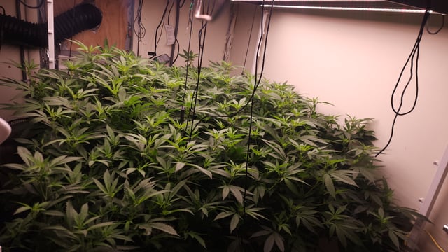 DNA Genetics Kosher Cookies rockwool run round 2 — flower, day 54