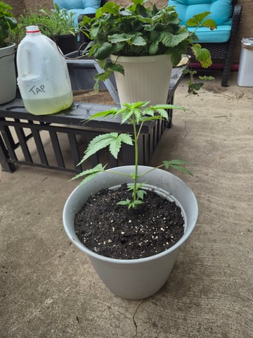 new strain — vegetative, day 1