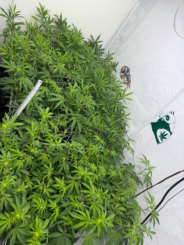 indoor tent  — flower, day 29