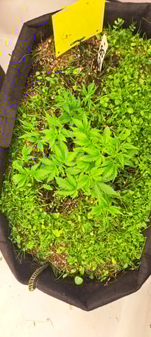 First Grow with the new setup  — vegetative, day 35