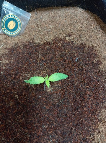 Blackberry Moonrocks  — seedling_rooting, day 28