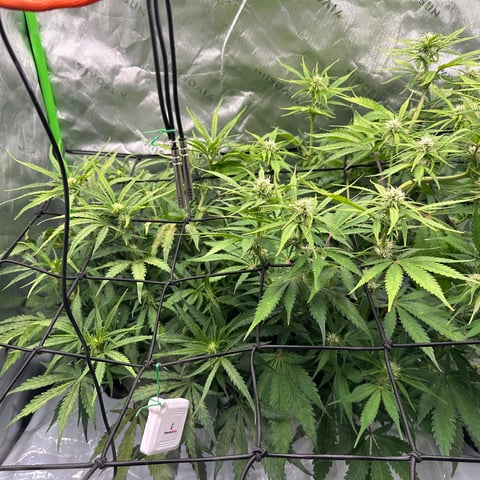Ztrawberriez (Auto) 2026 - 1 — flower, day 49