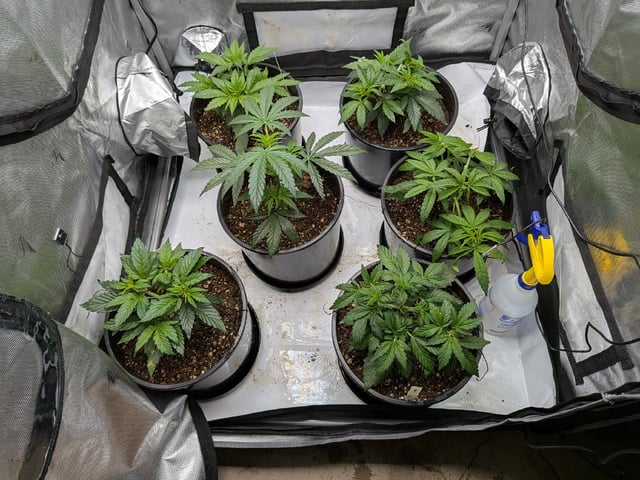 Grow Tent Starts — vegetative, day 45