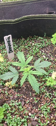 First Grow with the new setup  — vegetative, day 21