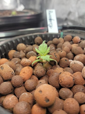My First Grow — seedling_rooting, day 20