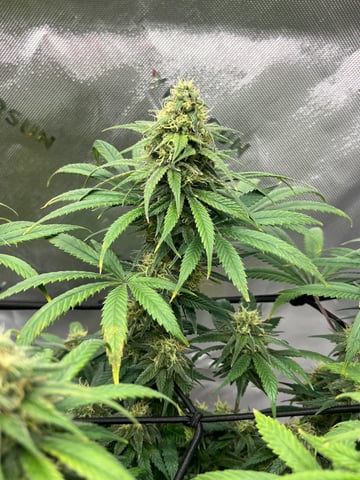 Blue Dream Photos — flower, day 91