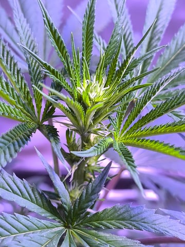 unknown strain 1st grow — flower, day 53