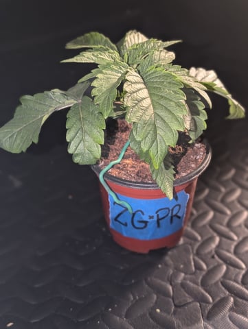 EG/SM/SG/CW — vegetative, day 22