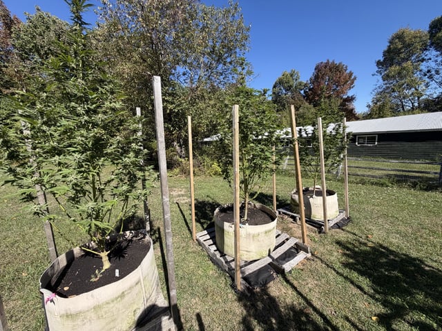 2026 Grow — flower, day 96
