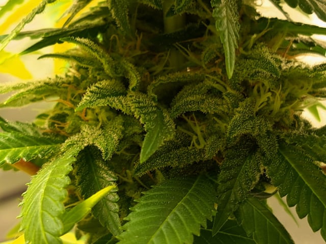 Blue Cheese from Barney's Farm — flower, day 49