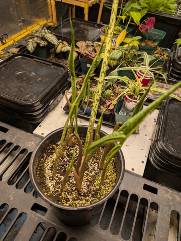 See what grows — vegetative, day 204