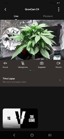 Gigawatt  — vegetative, day 1